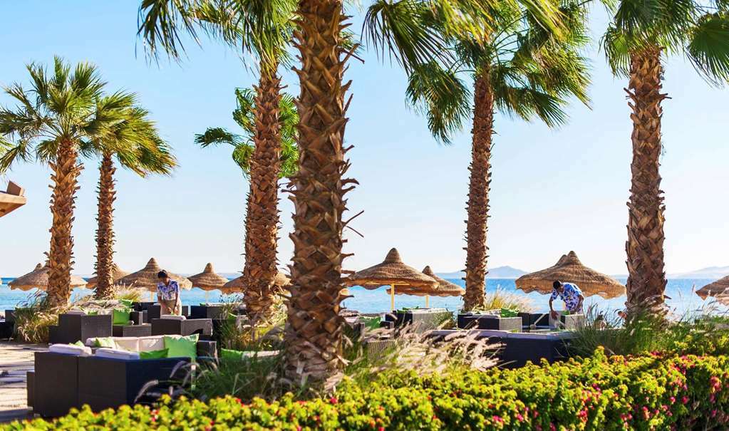 Baron Resort Sharm El Sheikh (Adults Only) Natură foto Palm trees on the beach of the resort